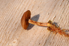 Cortinarius huronensis
