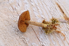Cortinarius huronensis