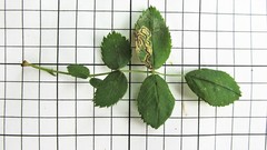 Stigmella anomalella