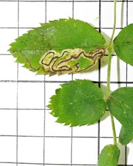 Stigmella anomalella