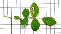 Stigmella anomalella