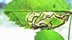 Stigmella anomalella