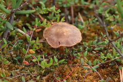 Cortinarius huronensis