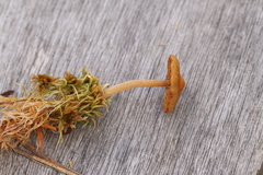 Galerina tibiicystis