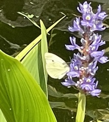 Pieris rapae
