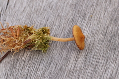Galerina tibiicystis