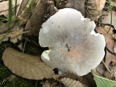 Russula modesta