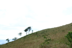 Catriscus brevirostris