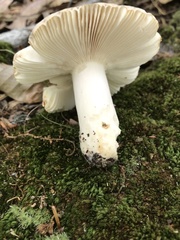 Russula modesta