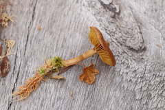 Cortinarius huronensis