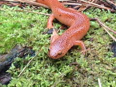 Pseudotriton ruber schencki