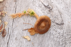 Cortinarius huronensis