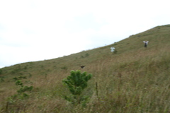 Catriscus brevirostris