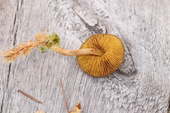 Cortinarius huronensis