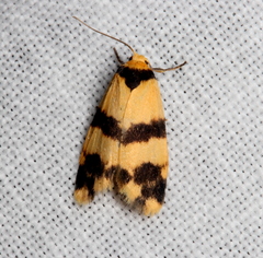 Thallarcha chrysochares