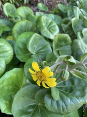 Farfugium japonicum