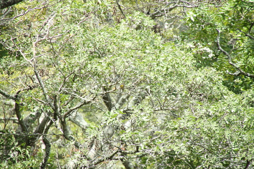 Cabanis's Bunting