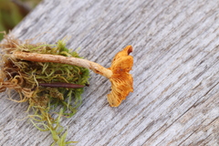 Gymnopilus decipiens