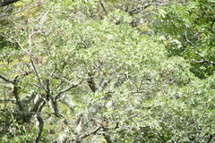Emberiza cabanisi
