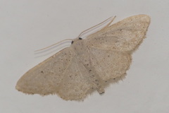 Idaea obsoletaria
