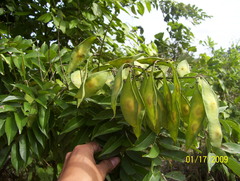 Lonchocarpus longistylus