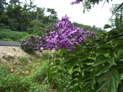 Lonchocarpus longistylus