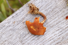 Gymnopilus decipiens