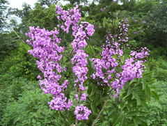 Lonchocarpus longistylus