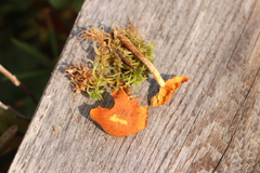 Gymnopilus decipiens