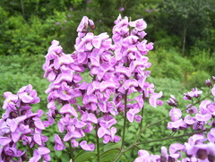 Lonchocarpus longistylus