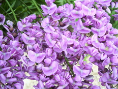 Lonchocarpus longistylus