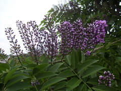 Lonchocarpus longistylus