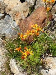 Jacobaea abrotanifolia