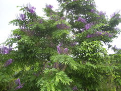 Lonchocarpus longistylus