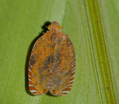 Lophopidae