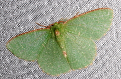 Eucyclodes metaspila