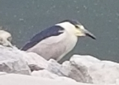 Nycticorax nycticorax