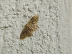 Idaea inquinata
