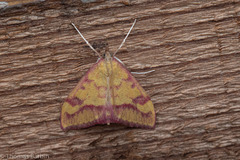 Pyrausta perrubralis