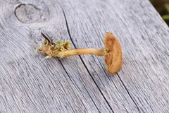 Cortinarius huronensis