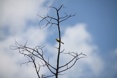 Eremomela scotops