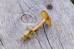 Cortinarius huronensis