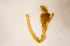 Tetragnatha caudata