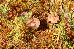 Cortinarius huronensis