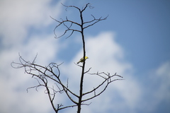 Eremomela scotops