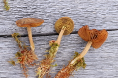 Cortinarius huronensis