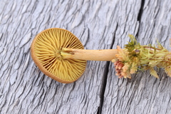 Cortinarius huronensis