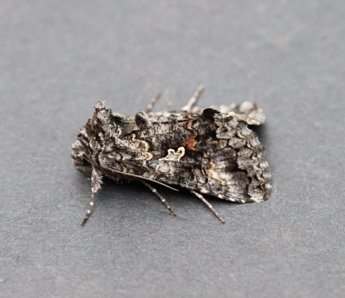 Dusky Silver Υ Moth photo 2