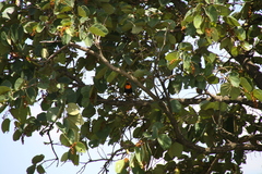 Euplectes hordeaceus