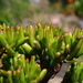 Crassula × gollum - Photo (c) Joe Lipson,  זכויות יוצרים חלקיות (CC BY-NC-SA)